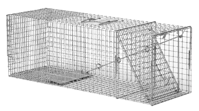 raccoon trap, raccoon traps, raccoon cage, raccoon cages, raccoon trapping,  raccoon removal, raccoon equipment, raccoon control, nuisance raccoon,  raccoon box, raccoon humane trap, live trapping, live traps, live trap, have -a-heart, hav-a-heart, have