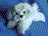 BICHON BELLA 12"L (31CM)