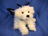 BICHON PUPPILLON 12" (31CM)