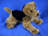 AIREDALE FLOPPY 16" (41CM)