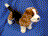BASSETT HOUND MILTON 16"L (41CM)
