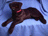 BLACK LAB LYING LARGE 32" (81CM)
