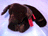 BLACK LAB GINGER 15" (38CM)